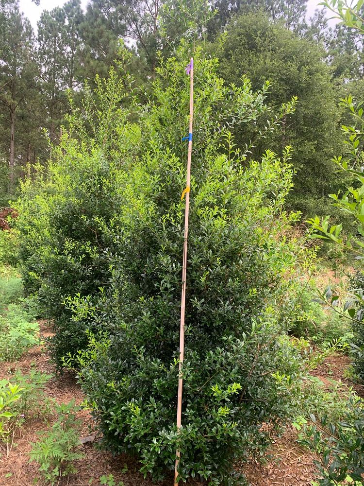 ilex-x-attenuata-fosteri-holly-fosters