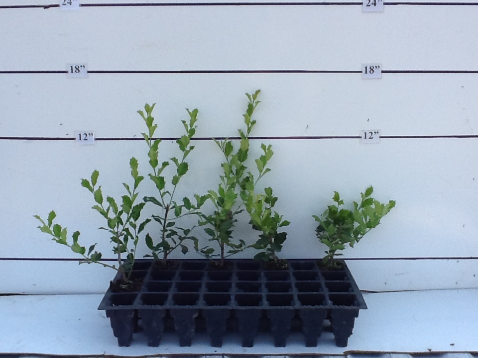 ilex-x-attenuata-greenleaf-holly