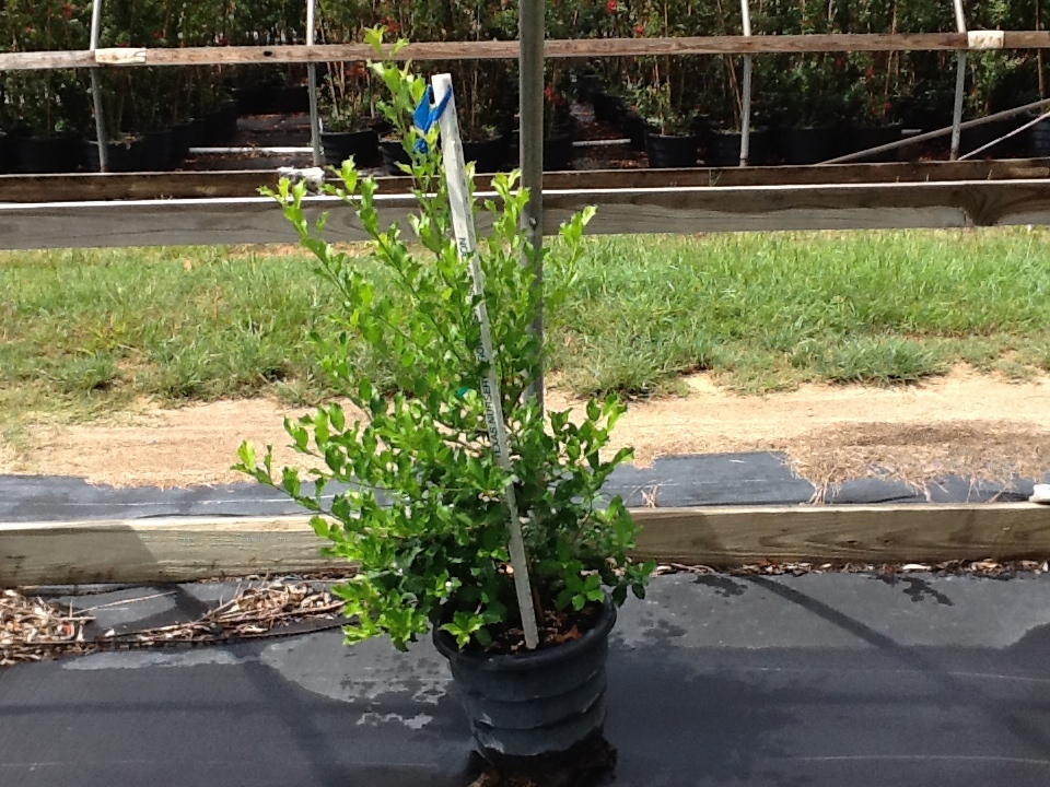 ilex-x-attenuata-greenleaf-holly