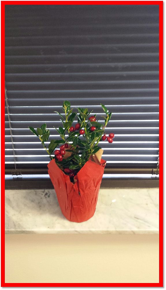 ilex-x-attenuata-holly