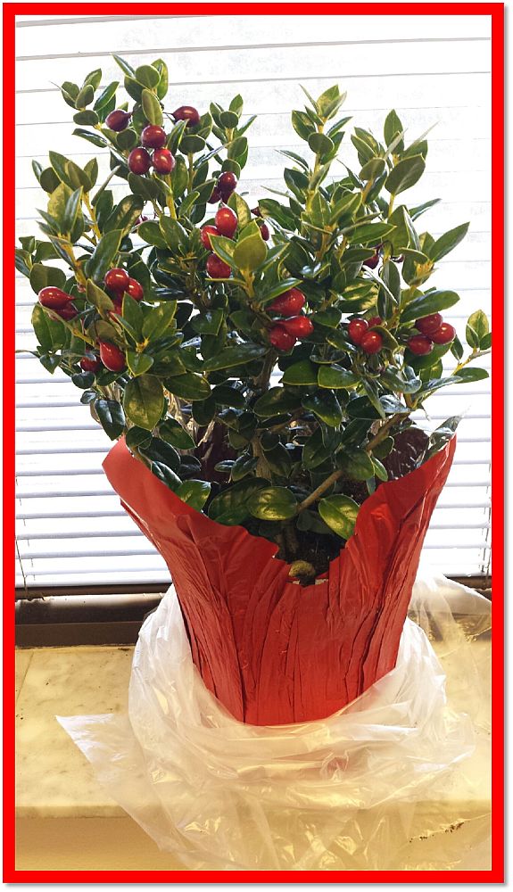 ilex-x-attenuata-holly