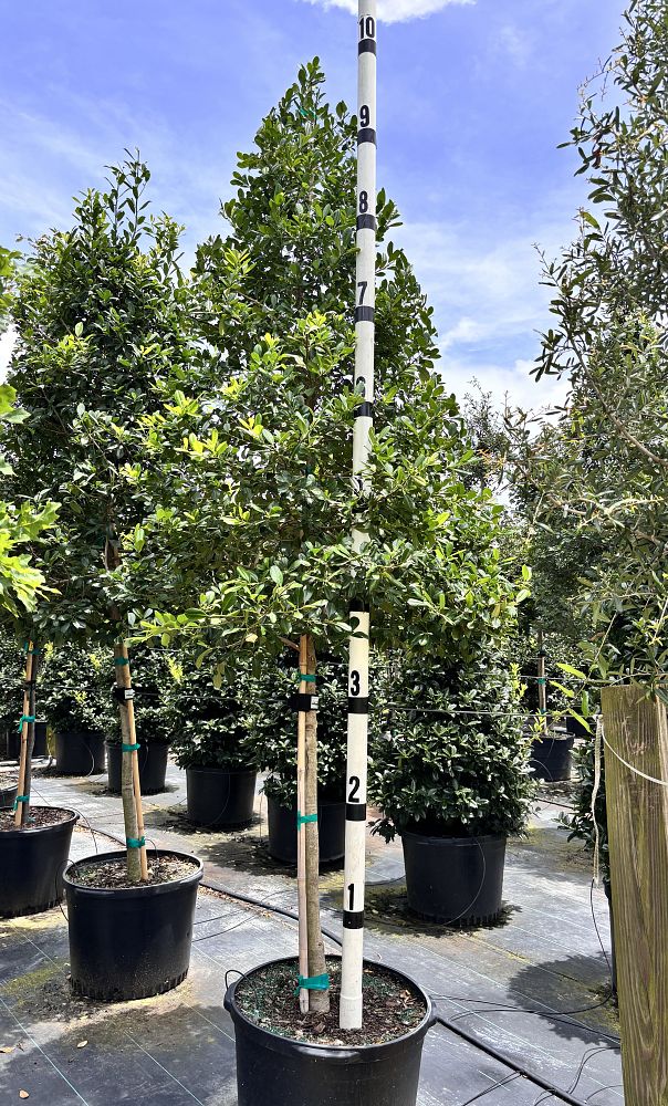 ilex-x-attenuata-iabof-holly-miss-pryss