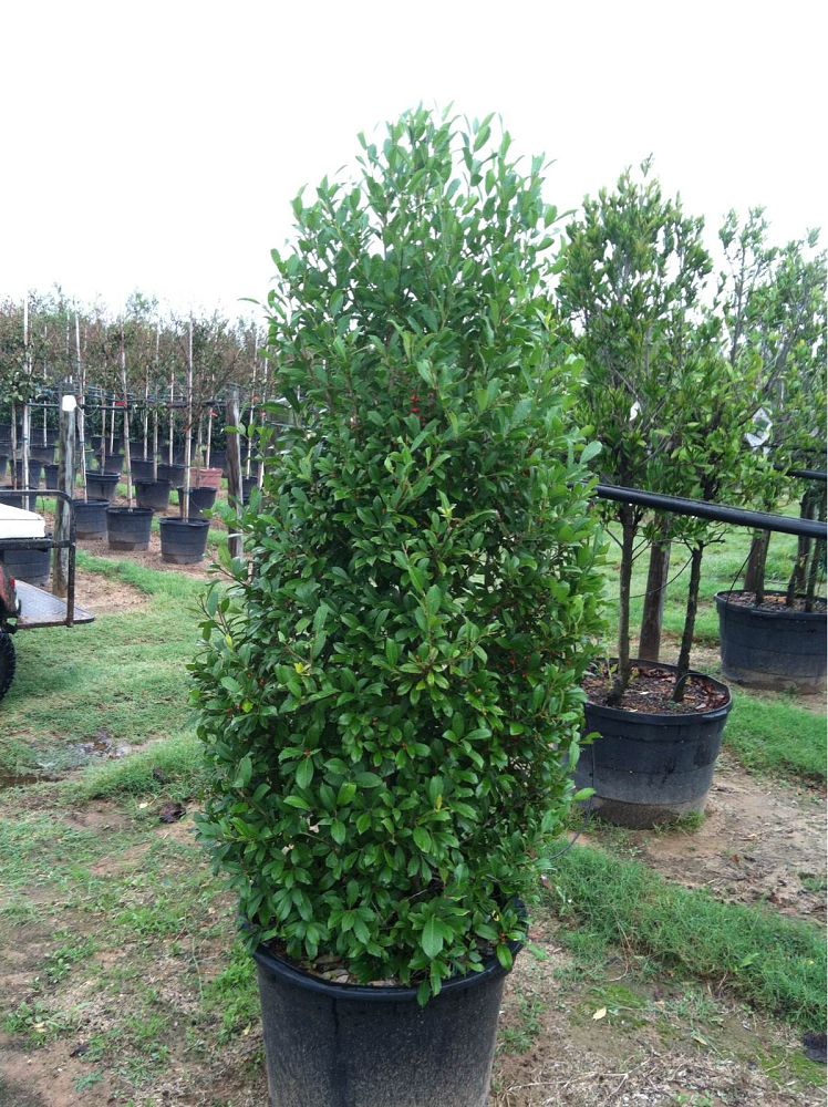 ilex-x-attenuata-savannah-holly