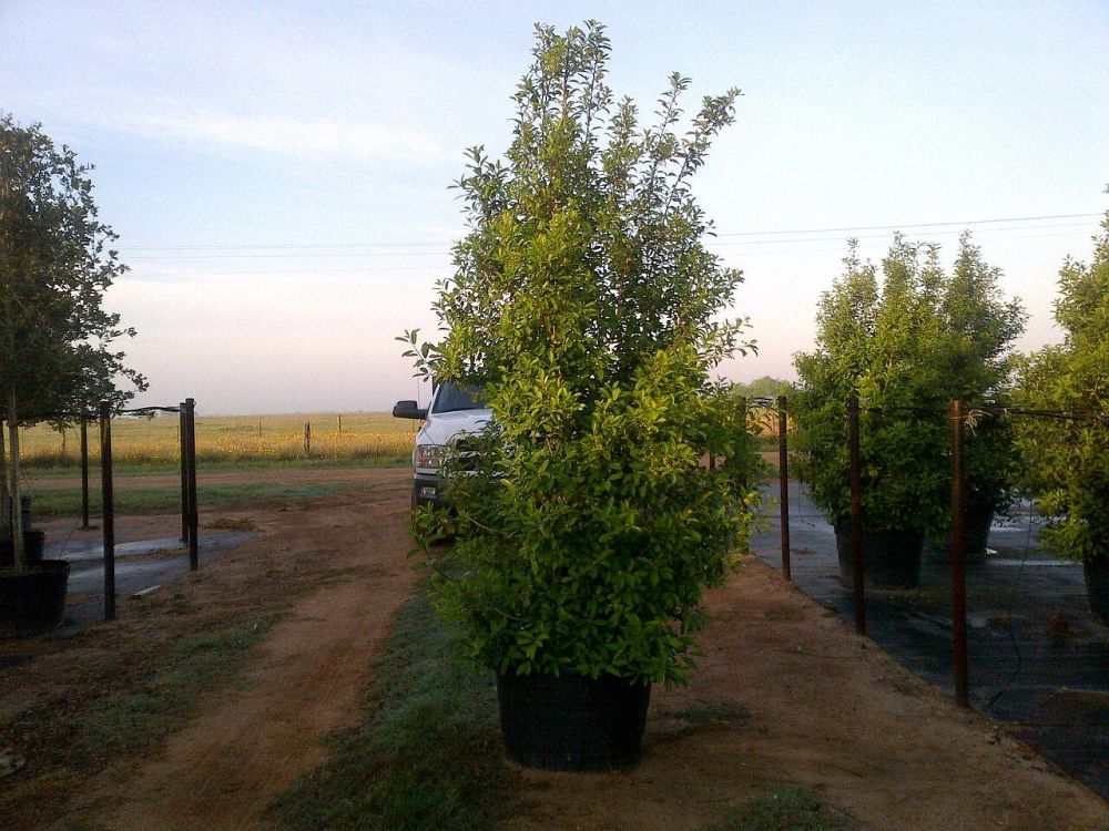 ilex-x-attenuata-savannah-holly