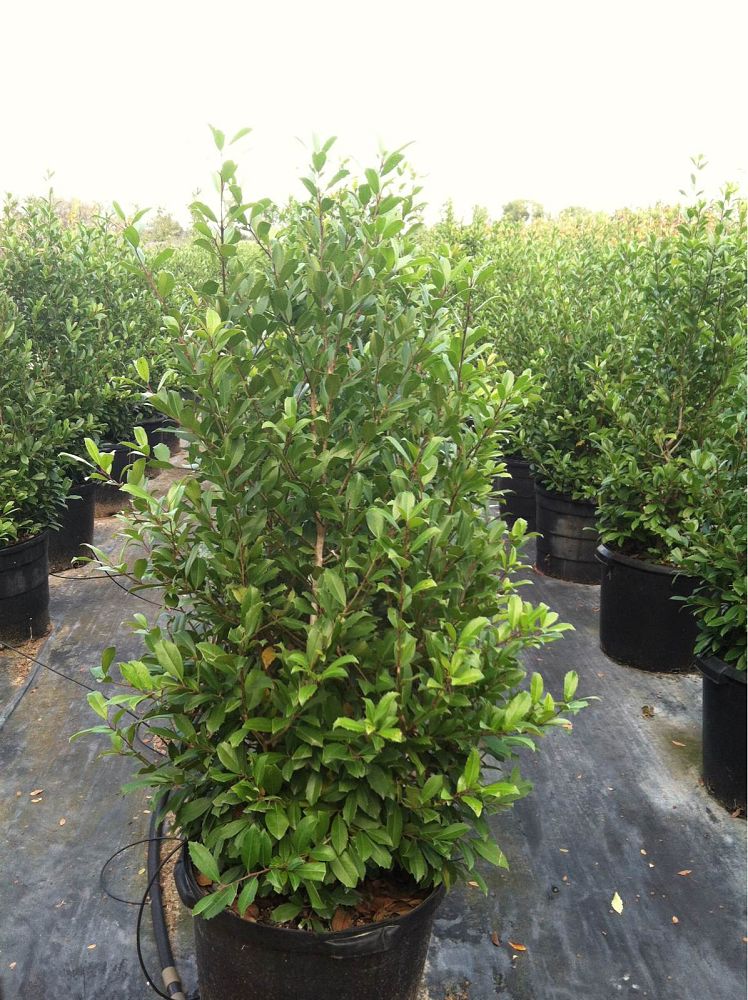 ilex-x-attenuata-savannah-holly