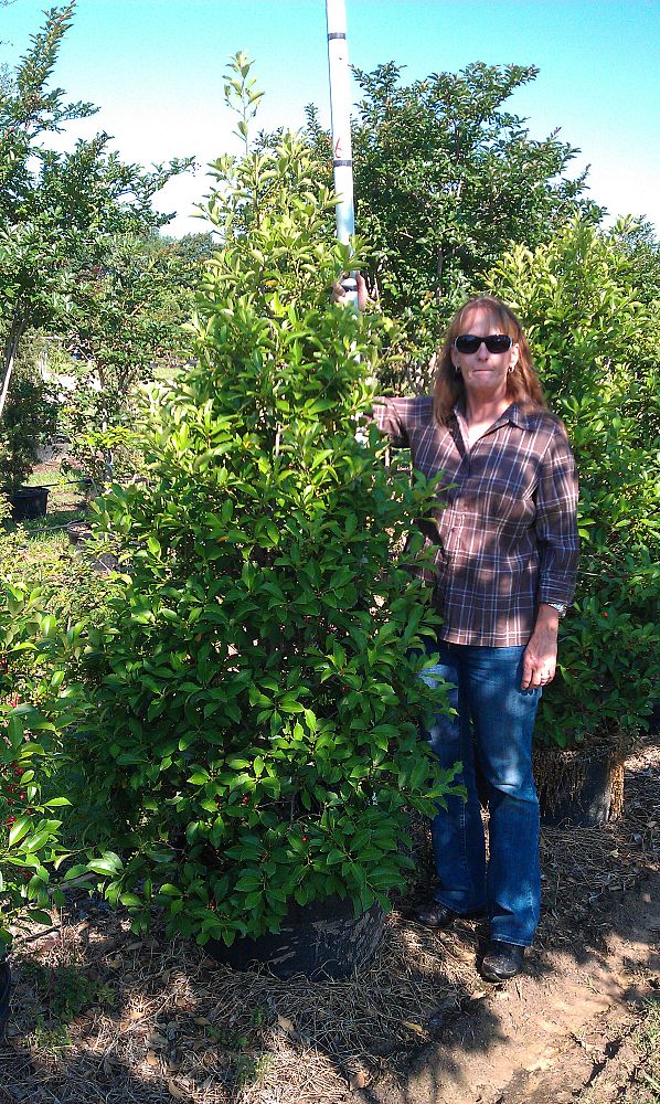 ilex-x-attenuata-savannah-holly