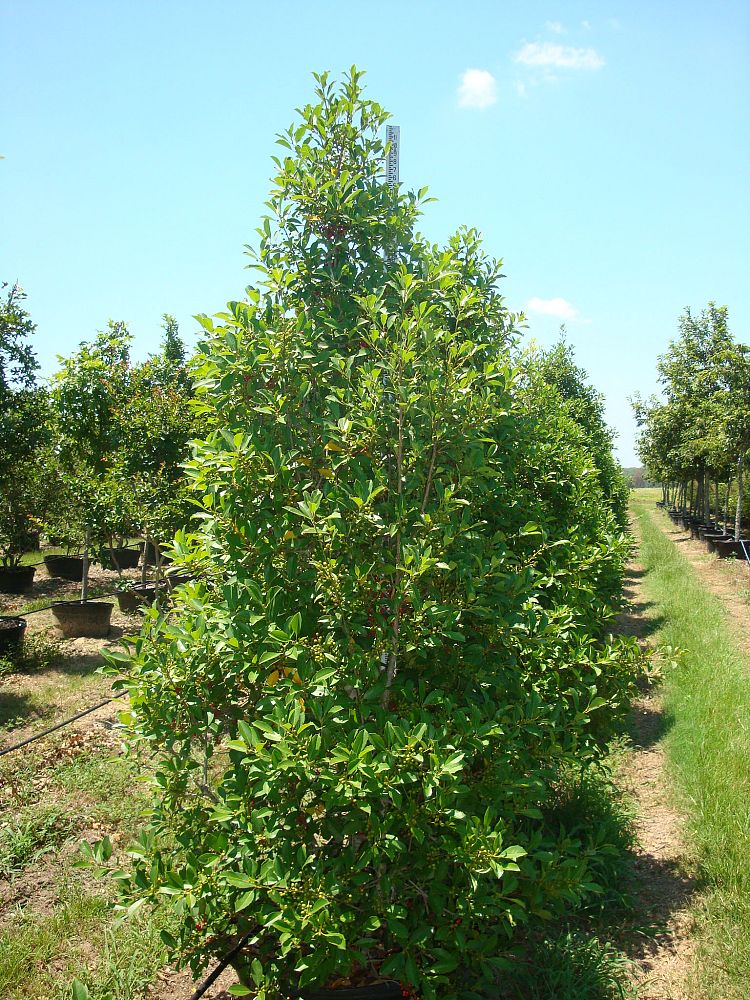 ilex-x-attenuata-savannah-holly