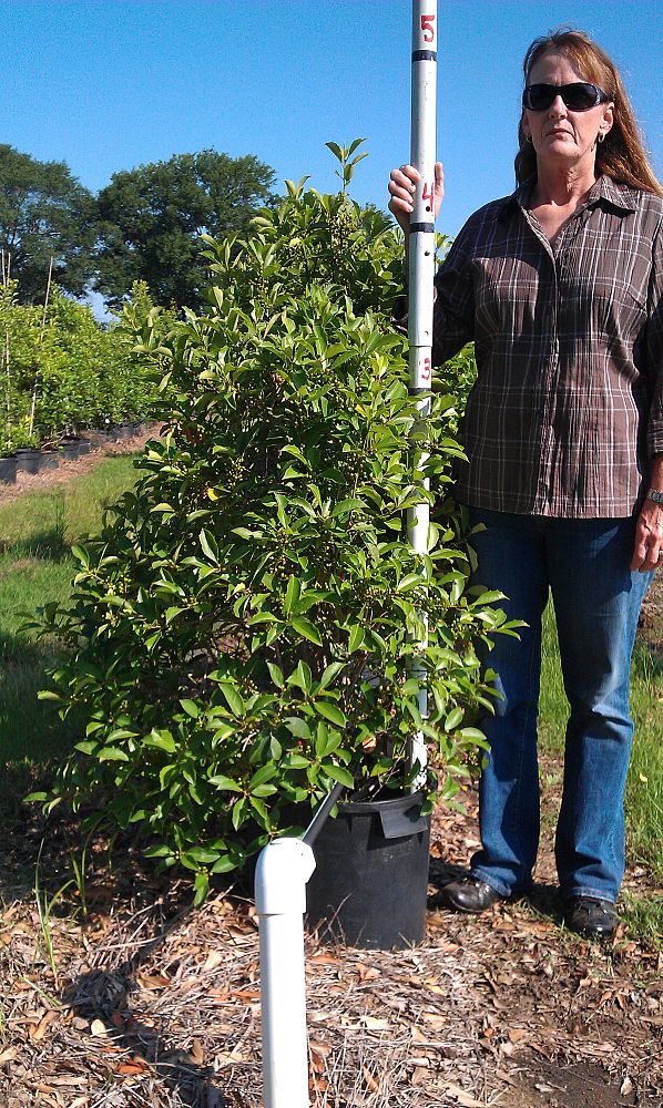 ilex-x-attenuata-savannah-holly