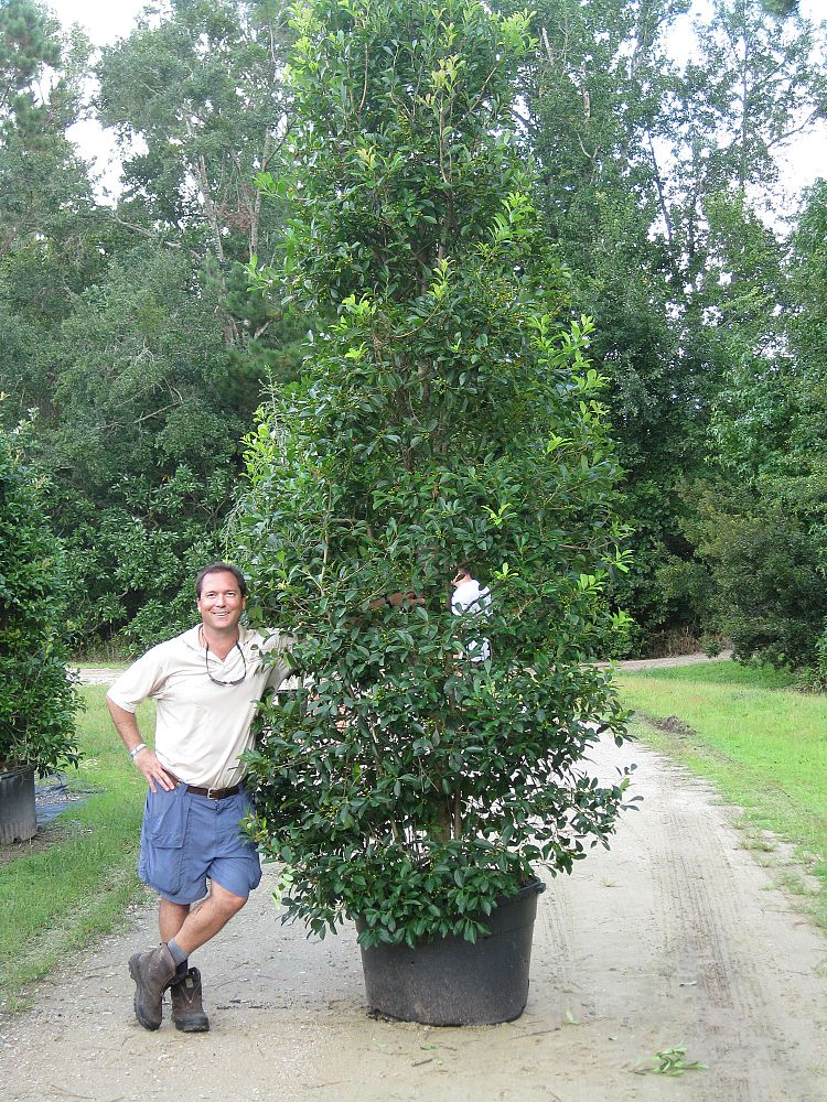 ilex-x-attenuata-savannah-holly
