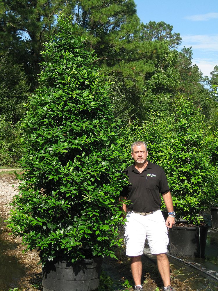 ilex-x-attenuata-savannah-holly