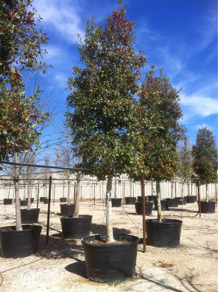 ilex-x-attenuata-savannah-holly