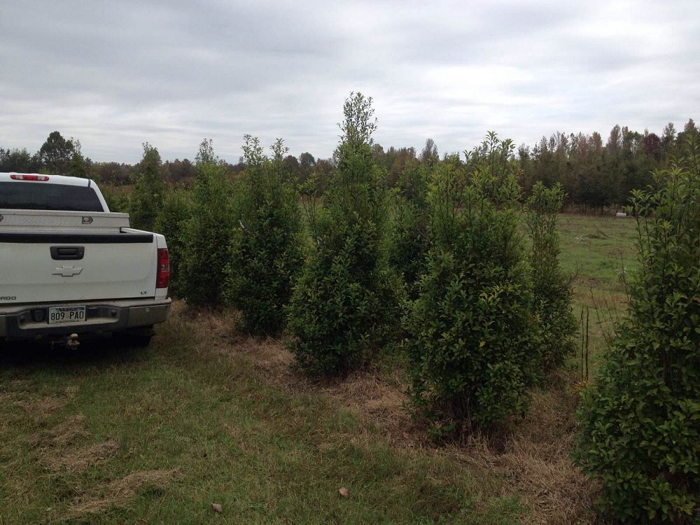 ilex-x-attenuata-savannah-holly