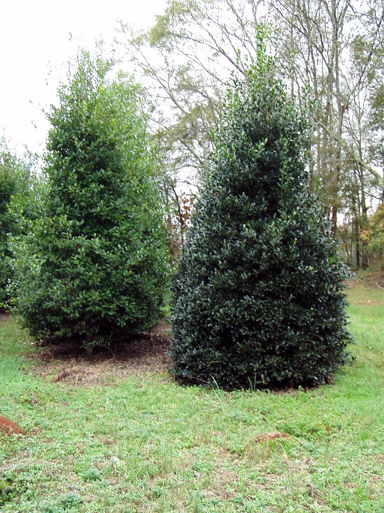 ilex-x-attenuata-savannah-holly