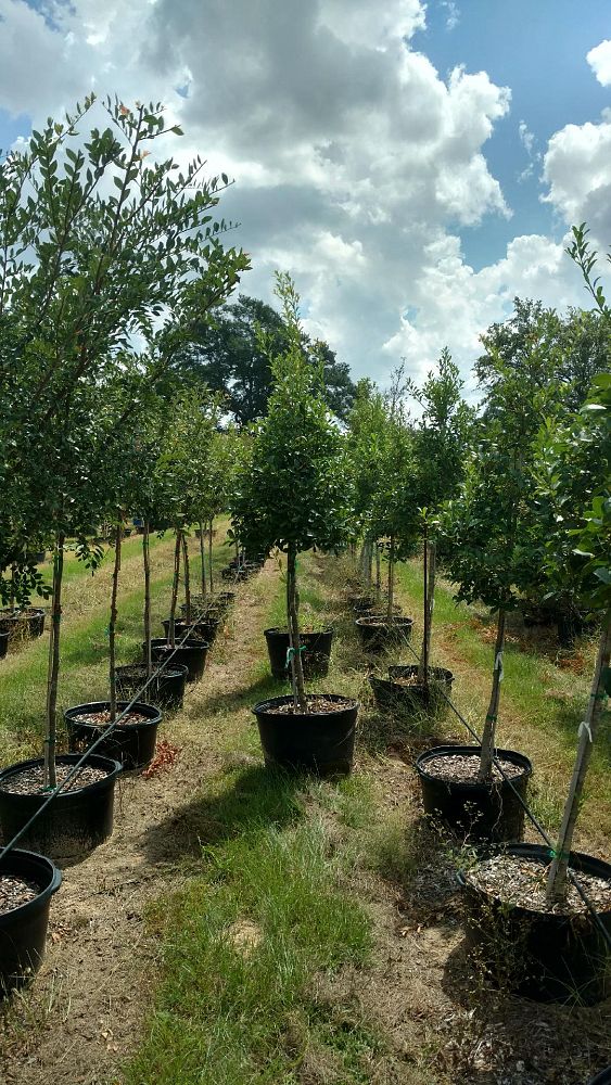 ilex-x-attenuata-savannah-holly