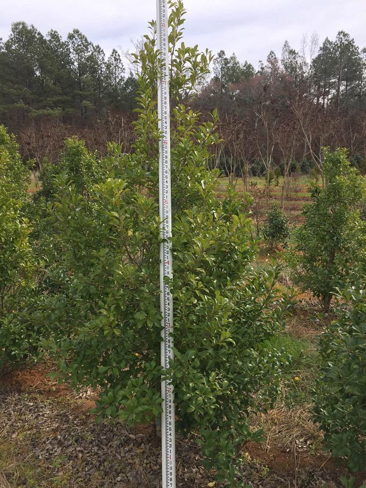 ilex-x-attenuata-savannah-holly