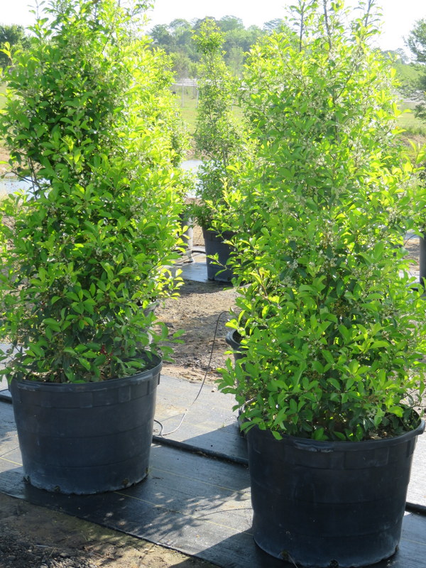 ilex-x-attenuata-savannah-holly