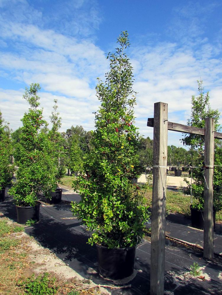 ilex-x-attenuata-savannah-holly