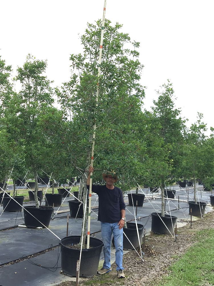ilex-x-attenuata-savannah-holly