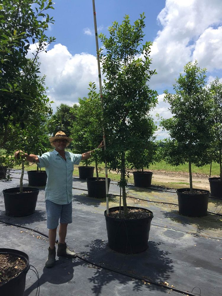 ilex-x-attenuata-savannah-holly