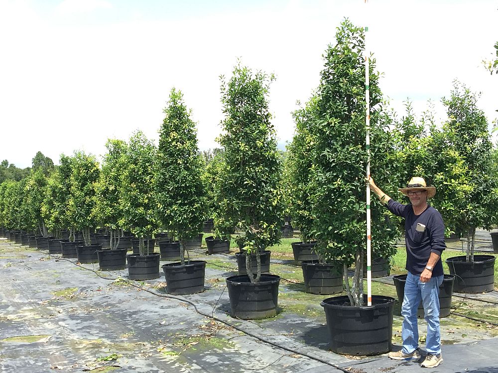 ilex-x-attenuata-savannah-holly