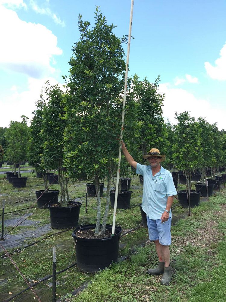 ilex-x-attenuata-savannah-holly