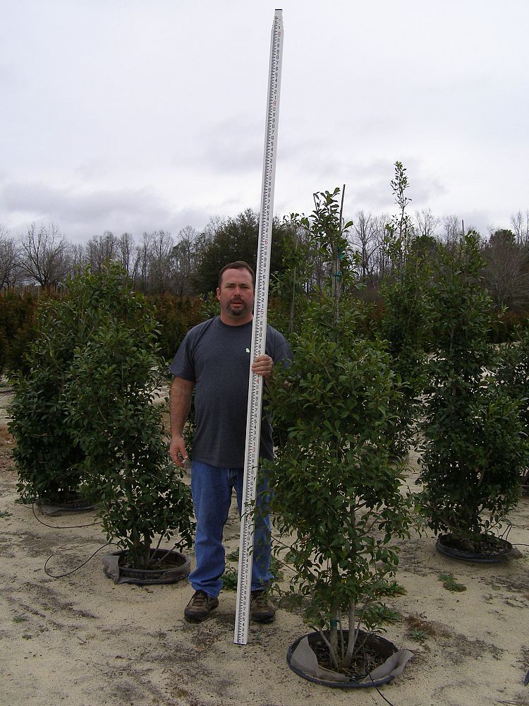 ilex-x-attenuata-savannah-holly