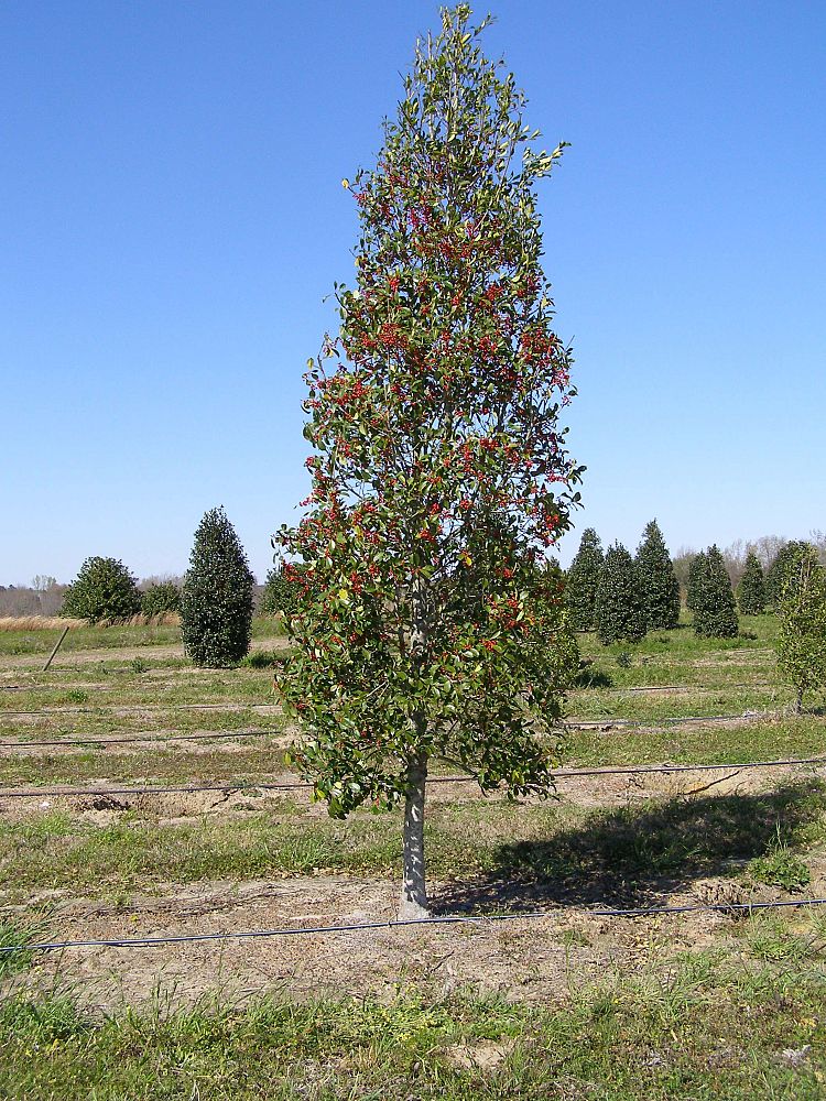 ilex-x-attenuata-savannah-holly