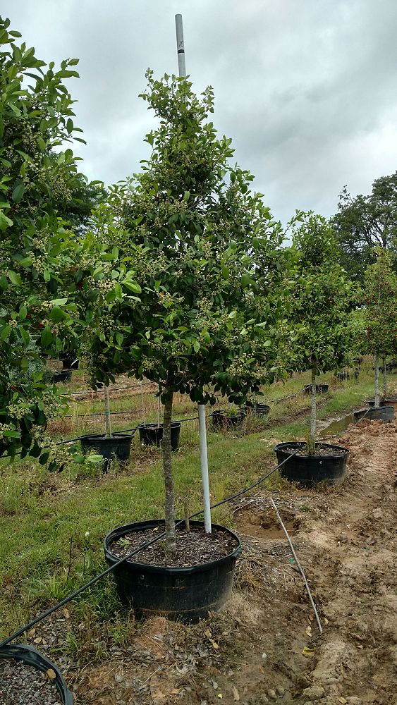 ilex-x-attenuata-savannah-holly