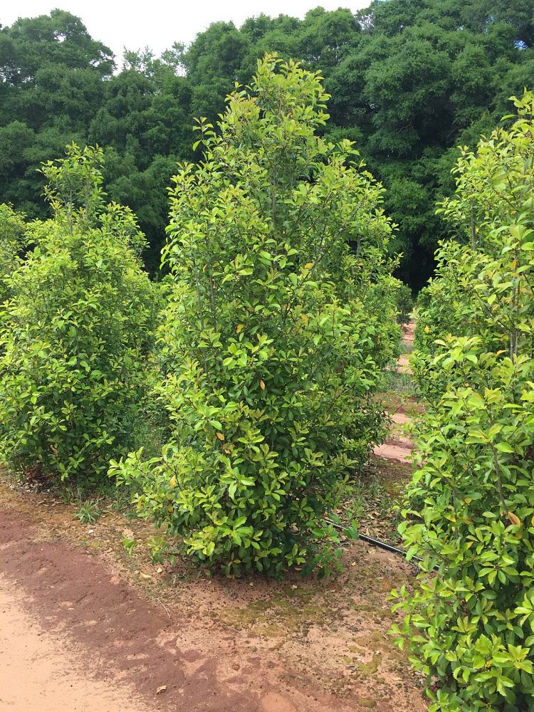 ilex-x-attenuata-savannah-holly