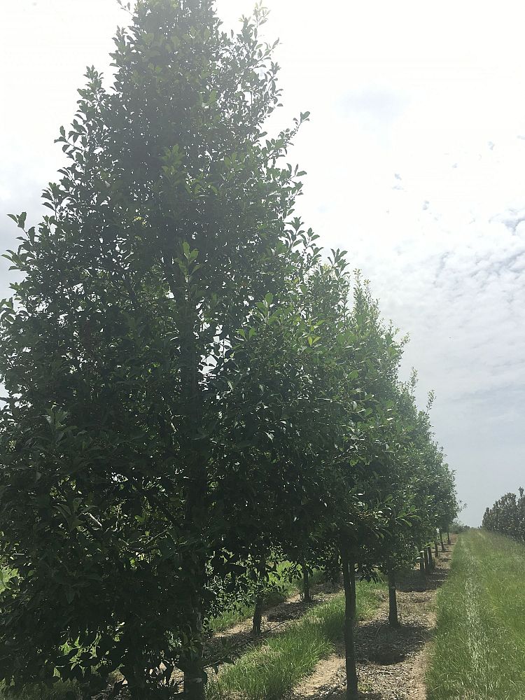 ilex-x-attenuata-savannah-holly