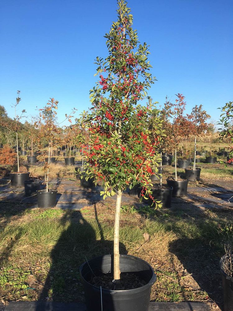 Quality Tree Farms LLC PlantANT