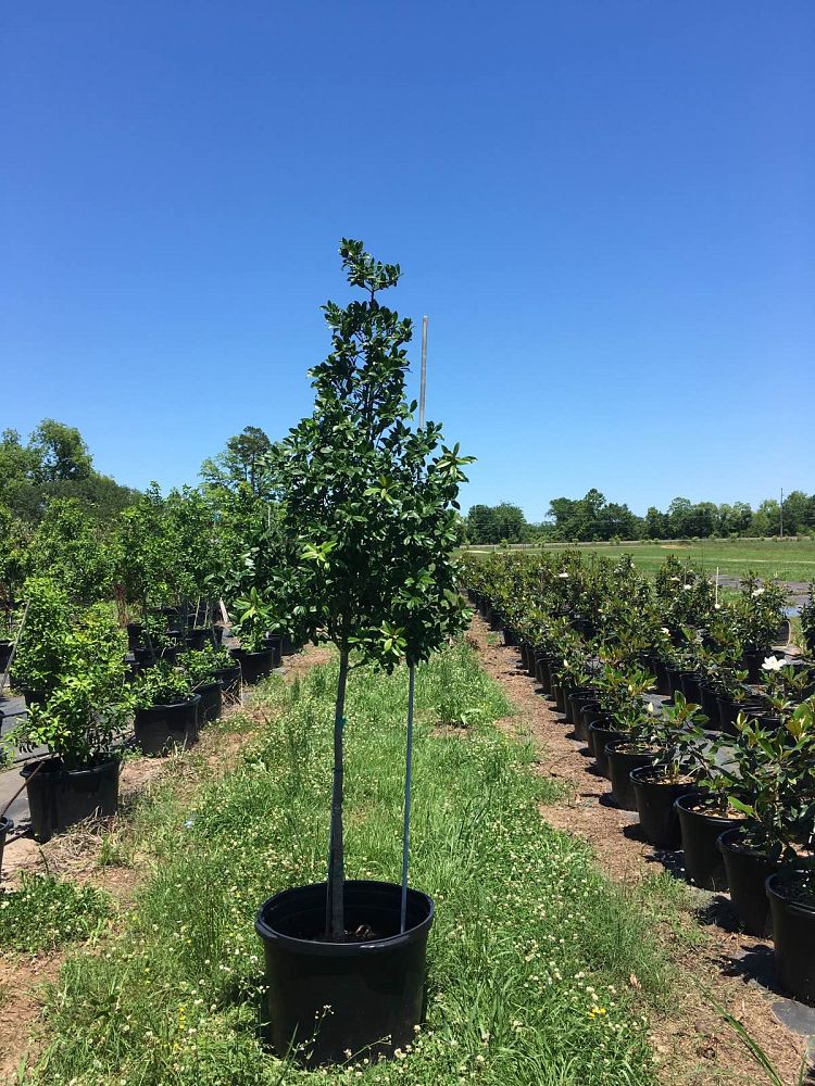 ilex-x-attenuata-savannah-holly