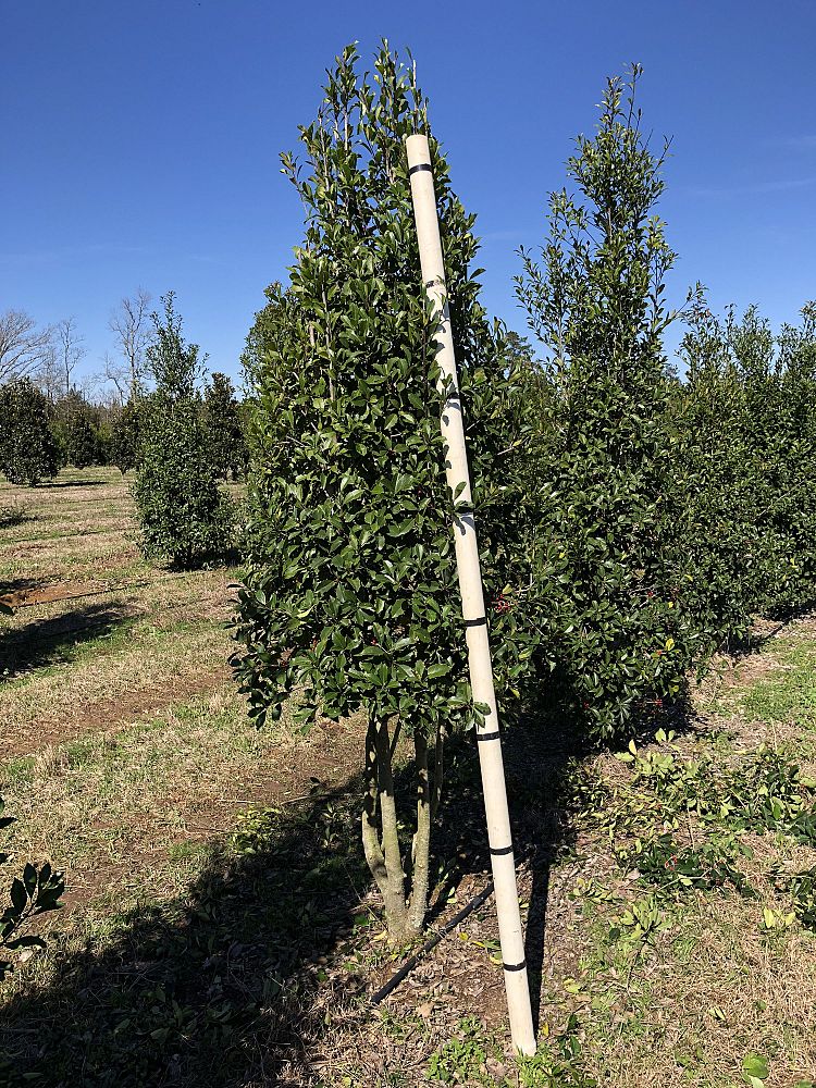 ilex-x-attenuata-savannah-holly