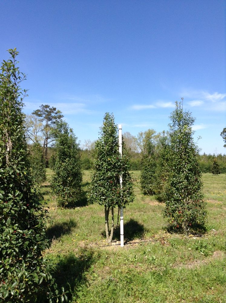 ilex-x-attenuata-savannah-holly
