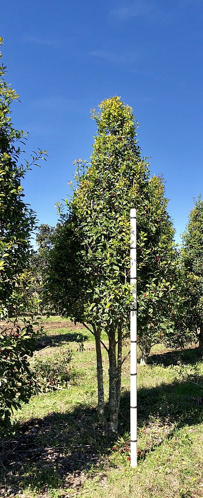 ilex-x-attenuata-savannah-holly