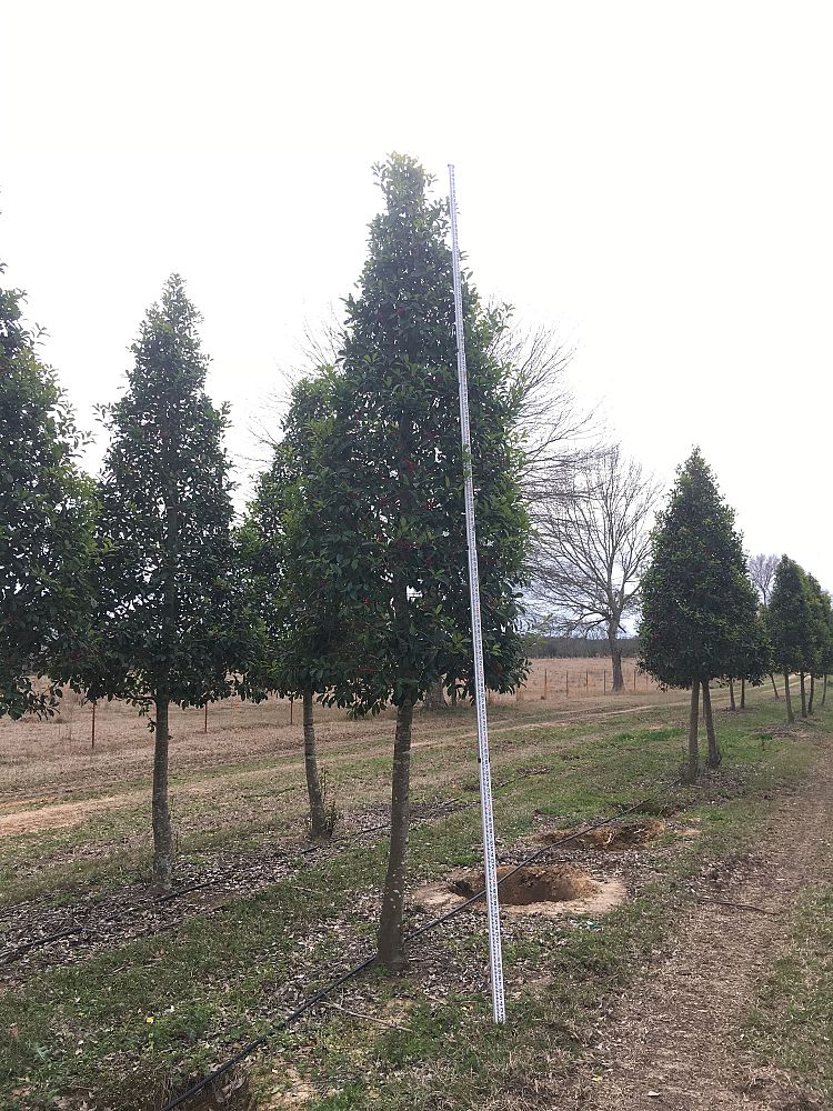 ilex-x-attenuata-savannah-holly