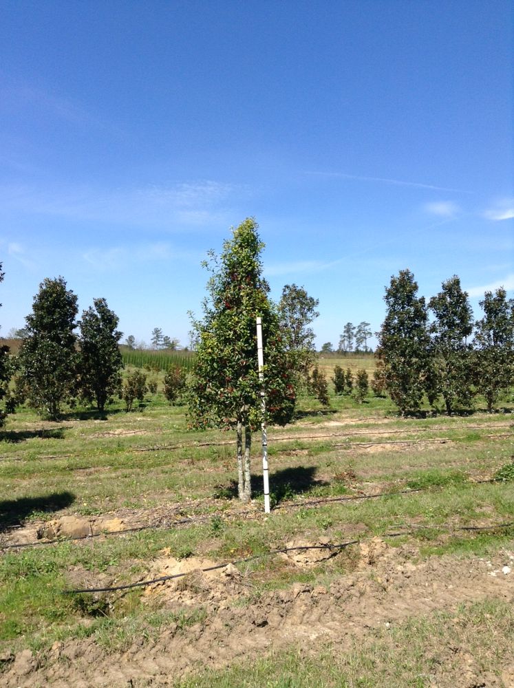 ilex-x-attenuata-savannah-holly