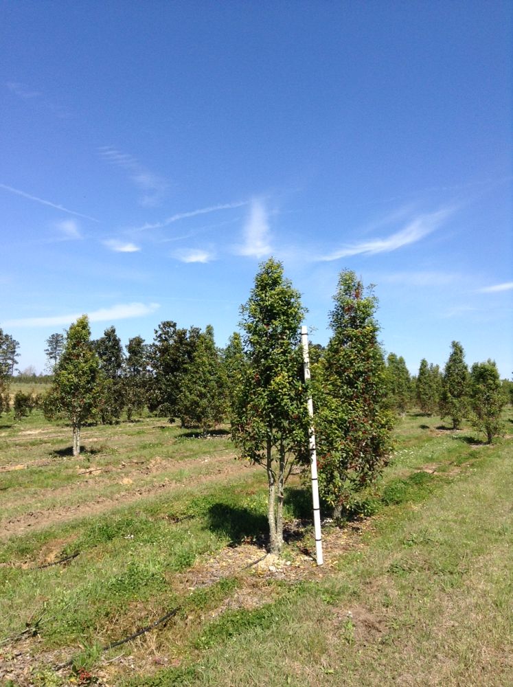 ilex-x-attenuata-savannah-holly