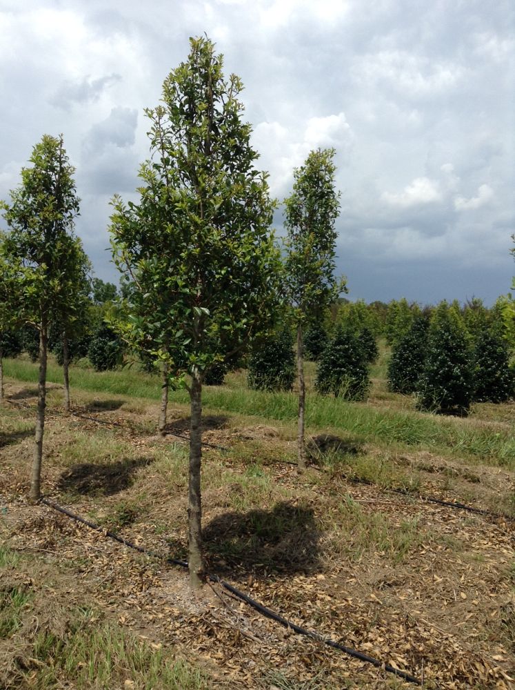 ilex-x-attenuata-savannah-holly