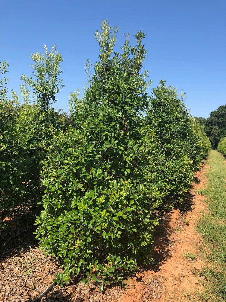 ilex-x-attenuata-savannah-holly