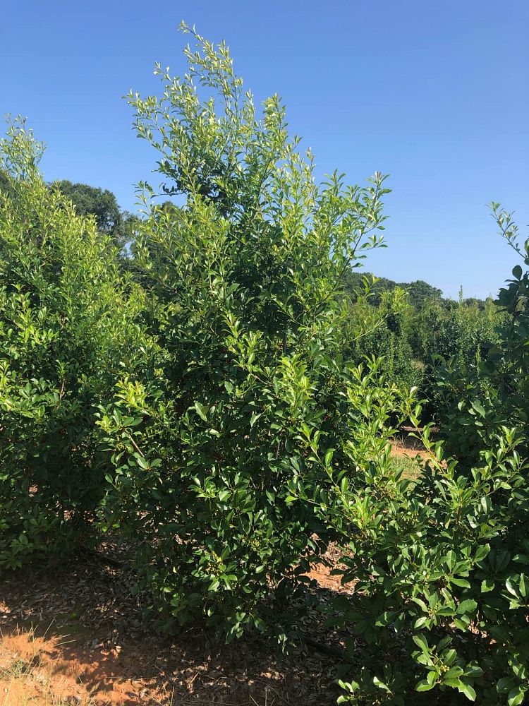 ilex-x-attenuata-savannah-holly