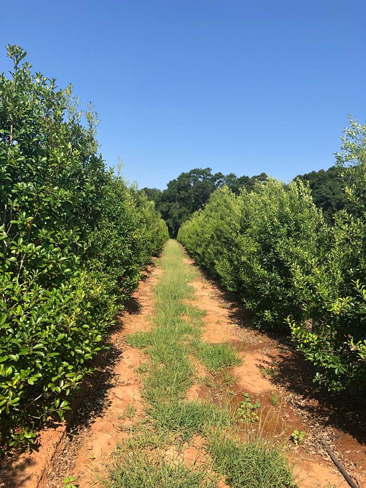 ilex-x-attenuata-savannah-holly