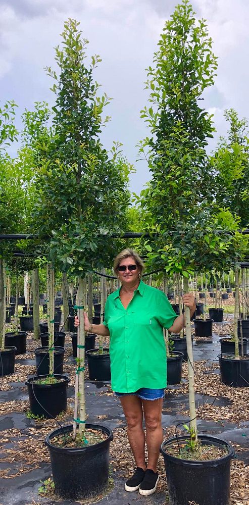ilex-x-attenuata-savannah-holly