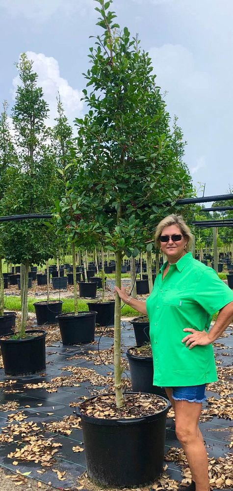 ilex-x-attenuata-savannah-holly