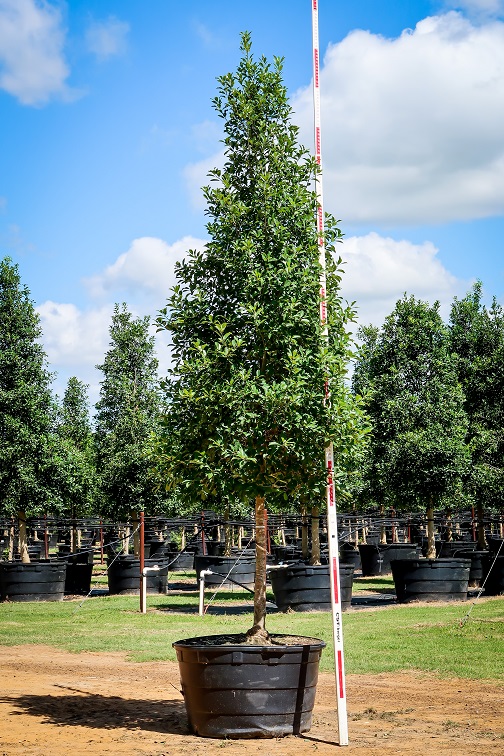 ilex-x-attenuata-savannah-holly