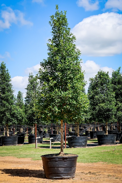 ilex-x-attenuata-savannah-holly