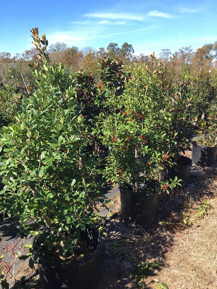 ilex-x-attenuata-savannah-holly