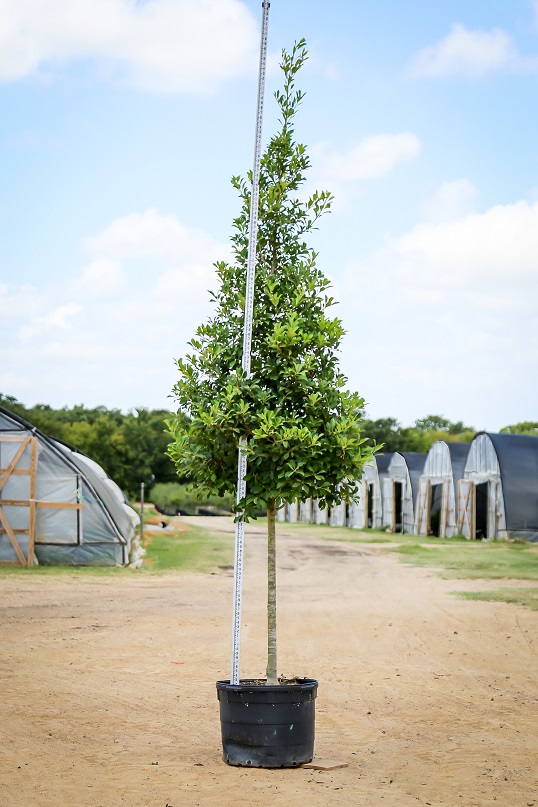 ilex-x-attenuata-savannah-holly