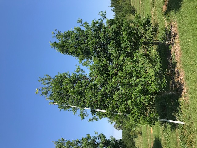 ilex-x-attenuata-savannah-holly