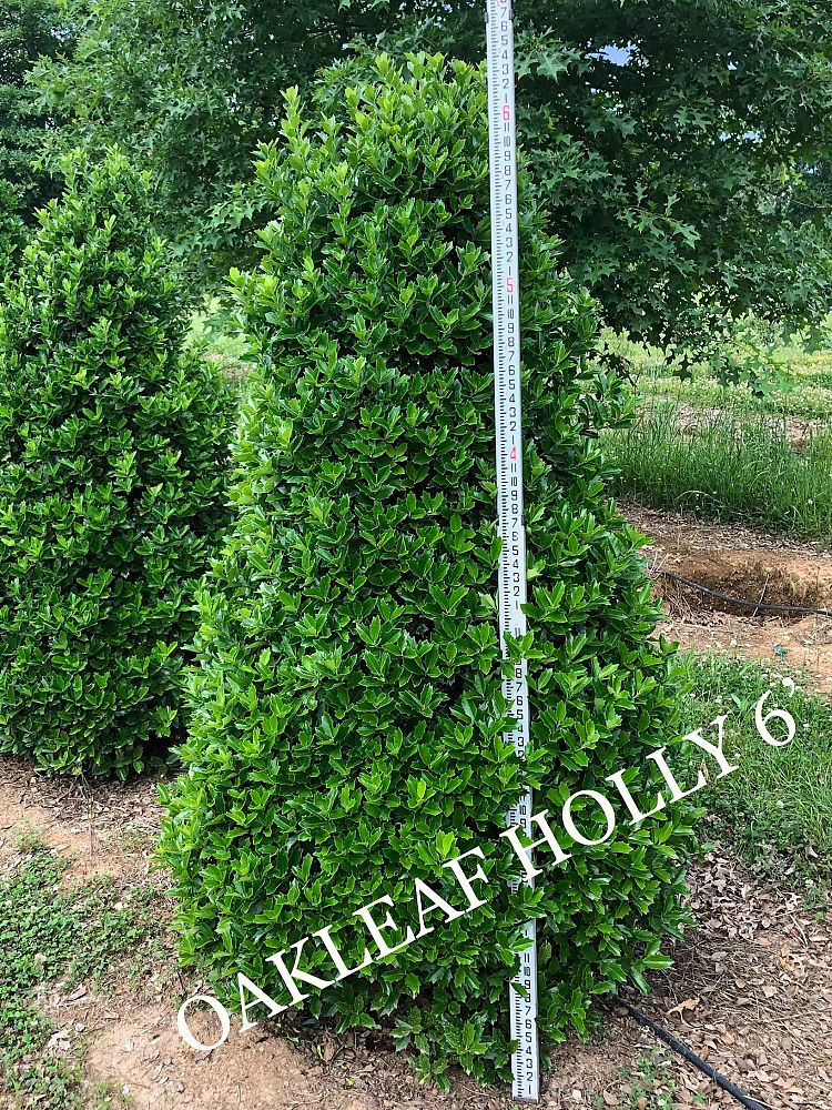 ilex-x-attenuata-savannah-holly